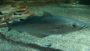 Atlantic Pollock