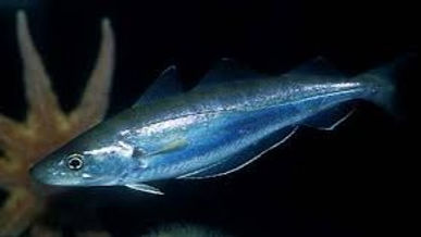 King Whiting