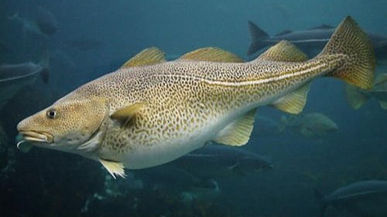 Atlantic Cod