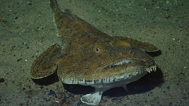 Monkfish
