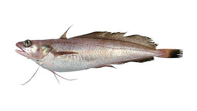 White Hake