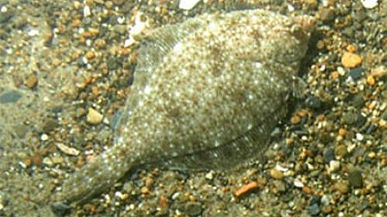 Yellowtail Flounder