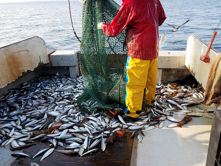 banner-meet-our-fish-new-hampshire.jpg