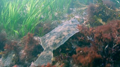 Winter Flounder (Backbacks)
