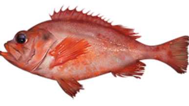 Acadian Redfish