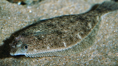 American Plaice (Dabs)