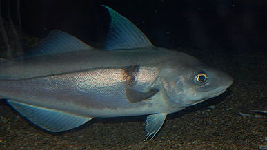 Haddock