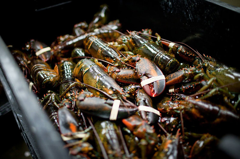 Local-New-England-Lobster-NH-Community-S