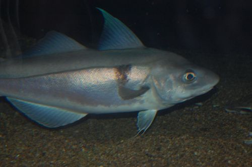 Gulf of Maine Haddock