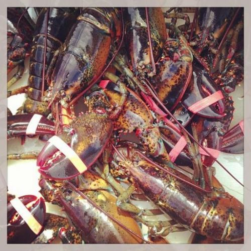 Lobster