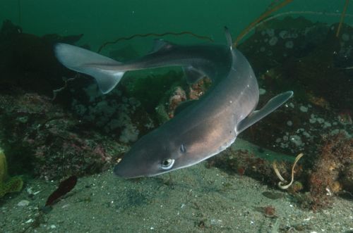 Spiny Dogfish