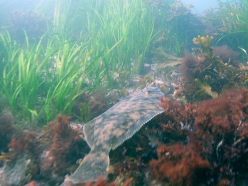 Winter Flounder