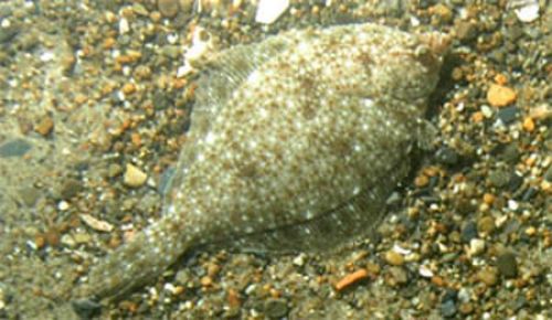 Yelow Tail Flounder